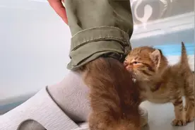 猫钻进裤腿，主人吓出猫叫