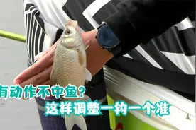 浮漂有动作抬竿不中鱼，原因在这里，调整下这几方面一钓一个准！视频封面