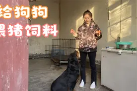 狗狗能不能吃猪饲料？不要以为都是动物就可以混着来，伤不起