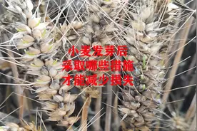 小麦发芽后，采取哪些措施，才能减少损失视频封面