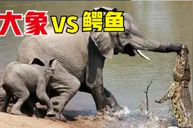 小象喝水被鳄鱼咬到鼻子，看看象妈妈是怎么做的！视频封面