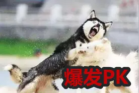 哈士奇率先发动进攻，大狗巴克展开反击，雪橇犬头狗大战刺激视频封面