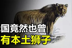 我国竟然也曾拥有本土狮子，还差点被误认是老虎，如今都去哪了？