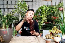 买了一棵半米长的蔷薇根，嫁接月季长势旺，变成漂亮的月季盆景！视频封面