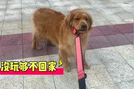 金毛外出和主人闹脾气，怎么哄都不回家，还好用包子给骗回来了视频封面
