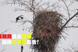 喜鹊窝简陋却不怕雨雪，它的“高层别墅”是败絮其外，金玉其中？视频封面