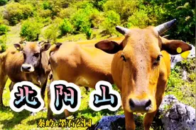 被称为墨石公园 秦岭唯一的喀斯特地貌石林群 北阳山 海拔1920视频封面