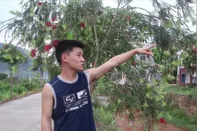 农村大爷说远方山上，树梢缠着一条蛇，东东：假的，远处看才像视频封面