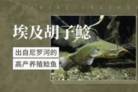 埃及胡子鲶——出自尼罗河的高产养殖鲶鱼视频封面