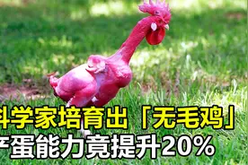 科学家培育出“无毛鸡”，产蛋能力提升20%，长肉速度飞快