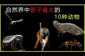 自然界中胆子最大的10种动物，蜜獾上榜，第8位却少有人知视频封面