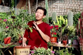 室内养不好桂花？教你几个“小技巧”，叶片油绿，冬季也开花！视频封面