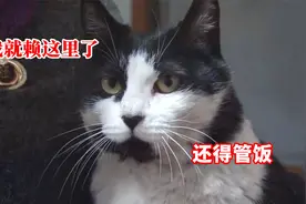 屋主小小善举，流浪猫便上门赖着不走，还带着“大礼”过来了视频封面