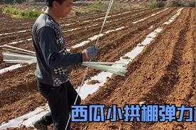 小拱棚大棚玻璃纤维弹力杆，赖用性好，不用劈竹子而且方便整理视频封面