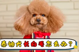 泰迪犬长白毛怎么办？