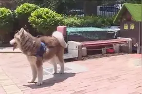 九旬老人投诉邻居养狗扰民，吵得自己睡不着，狗主人：我家狗不叫视频封面
