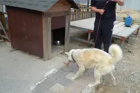 爸爸喂狗狗吃丁骨牛排，兴奋地摇尾巴，吃肉的样子太可爱了！视频封面