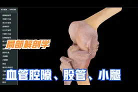 局怒解剖学-下肢（血管腔隙、股管、小腿）视频封面