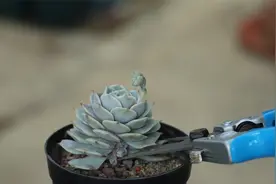 多肉长花芽？剪了，否则整个春季就别想让它健壮！视频封面