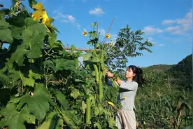 春天种下的丝瓜籽，长成了肉嘟嘟的大丝瓜视频封面