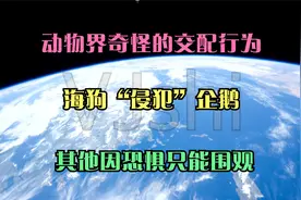 动物界奇怪的交配行为，海狗“侵犯”企鹅，其他因恐惧只能围观视频封面