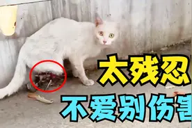 一直喂养的流浪猫10天前离奇失踪，再次出现双腿骨头外露惨不忍睹视频封面