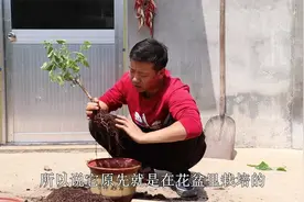 山楂是适合当盆景的果树，春季开花结果，冬季还能满树“红果果”视频封面