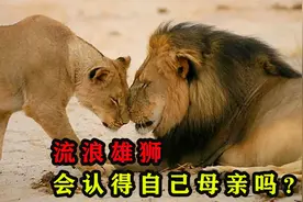 动物交配六亲不认，流浪雄狮长大后，遇到自己的母亲会怎样？视频封面