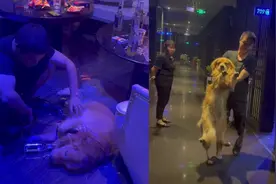 金毛偷舔酒瓶结果把自己喝醉，瘫软在地被主人抱走：真“醉成狗”视频封面