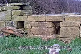 农民家里经常有黄鼠狼出没，到底是好事还是坏事？看完涨见识了