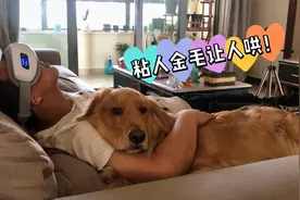 金毛吃女主人醋，就想让男主人哄，一直跟着卖萌，最终达成目的