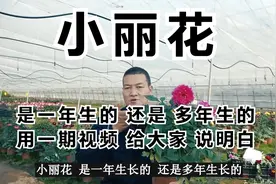 小丽花是一年生的还是多年生的，用一期视频给大家说明白视频封面