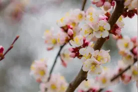 红杏枝头春意闹，他因这句而名扬词坛，尽得风流视频封面