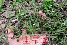 墨旱莲号称“护肝草”，煮水又叫“乌发草”，也是煲汤好食材视频封面