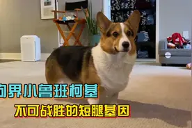 小短腿柯基基因太强大，那些和柯基配出来的串串，从此告别大长腿视频封面