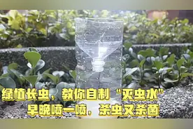 绿植长虫别担心，教你自制“灭虫水”，用它喷一喷，杀虫又杀菌视频封面