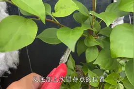 三角梅连续阴天不开花？用点技巧“剪几刀”，开花爆盆很轻松视频封面
