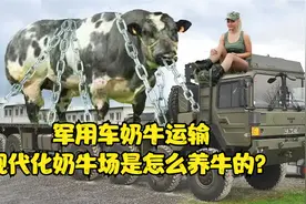 军用车奶牛运输，现代化奶牛场是怎么养牛的？农村姑娘养牛视频视频封面