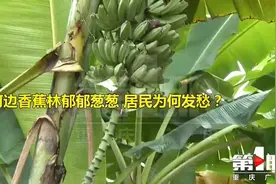 河边香蕉林郁郁葱葱 居民为何嫌弃它？视频封面