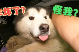 带着狗狗自驾游，天气太热狗狗为了吹空调，竟然意外的把车弄坏了视频封面