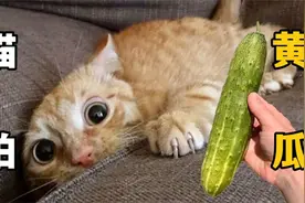 这猫竟然怕黄瓜？黄瓜能把猫吓飞？假的！真的！视频封面