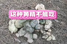 看了书才知道，这种黄精不能吃，爱吃黄精的朋友们一定注意哟！视频封面