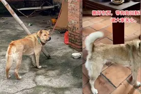 主人搬家狗狗以为不要它了，满脸悲伤眼巴巴看着，带去新家秒开心视频封面