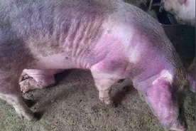 猪场高发的四种猪链球菌病，快速治疗方法，全知道的养猪户不多！视频封面