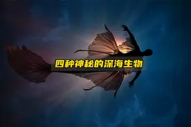 盘点四种奇葩的深海生物，颠覆你的认知！视频封面