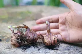什么花又大又香又好养？它就是香水百合，园艺师教你买回家怎么种视频封面