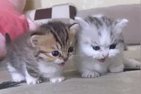 一群小奶猫练习走路，一边蠕动一边叫着求抱抱！