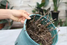 给花卉修剪后枝条就枯萎？看完就能轻松解决-新芽蹭蹭长视频封面