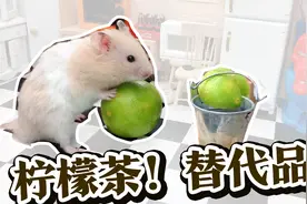 柠檬茶饮料平替，几毛钱用迷你厨房就能做出来，味道喝一口上头视频封面