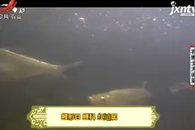 “太湖三白”很有名，翘嘴红鲌就是其中的白鱼，为游客必尝特色视频封面
